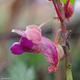 A small purple flower with petals resembling mouse ears found atop Mt. Victoria in Myanmar. (Image: Jin Murata)